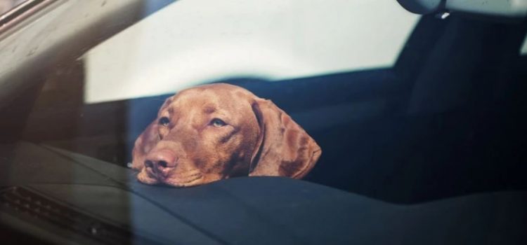 En Florida una mujer deja a sus perros en el auto y mueren por el calor