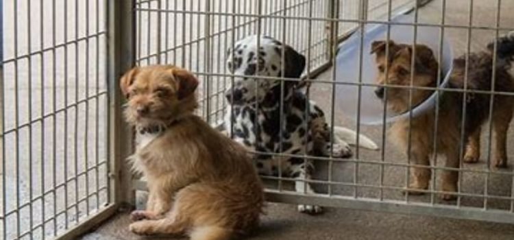 Refugio en El Paso con más de mil animales esperando ser adoptados.