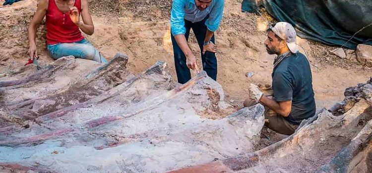 Hallan en Portugal un enorme dinosaurio saurópodo del periodo Jurásico