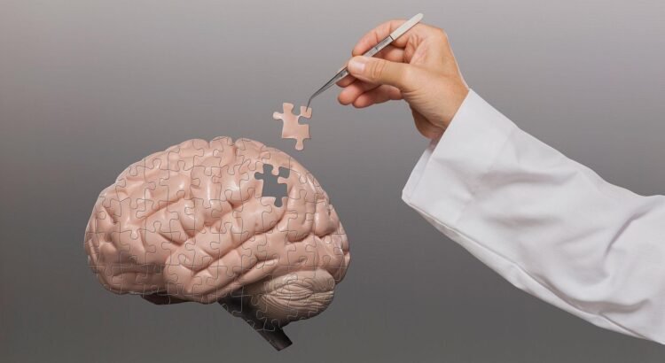 Científicos logran cultivar mini cerebros humanos completos para estudiar el tratamiento de enfermedades neurológicas complejas