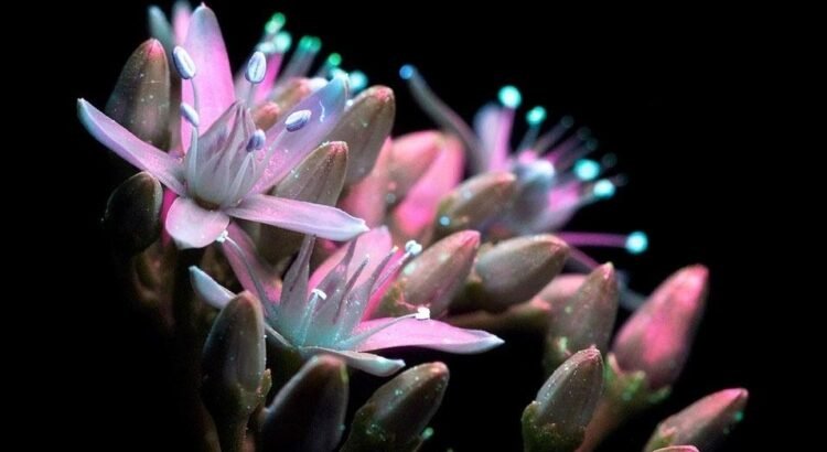 Plantas de Avatar: científicos crean suculentas que brillan en la oscuridad