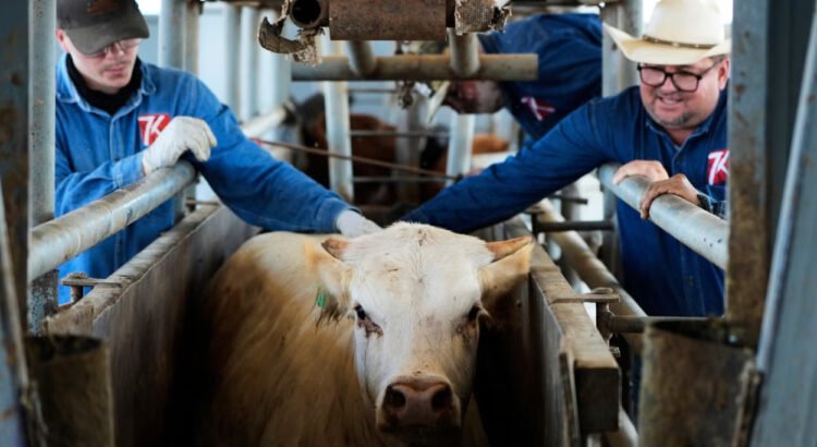 EEUU construirá fábrica de moscas en Texas para combatir al gusano barrenador
