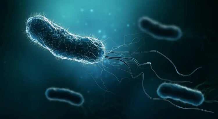 Hallan los responsables genéticos de la resistencia a los antibióticos en bacterias