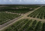 Congreso de Texas quiere que Trump castigue a México por no cumplir plazo clave para el agua. Congreso de Texas quiere que Trump castigue a México por no cumplir plazo clave para el agua.
