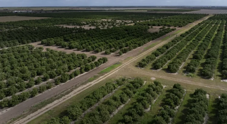 Congreso de Texas quiere que Trump castigue a México por no cumplir plazo clave para el agua. Congreso de Texas quiere que Trump castigue a México por no cumplir plazo clave para el agua.
